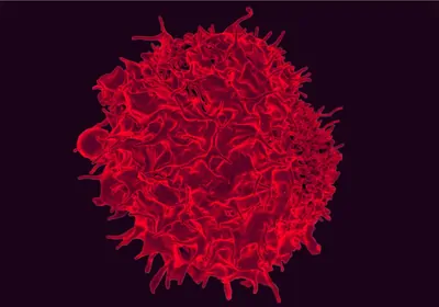 Red T cell Red T cell